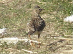 Cochevis huppe